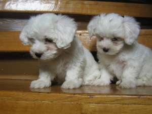 vand catei bichon maltez