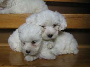 vand catei bichon maltez