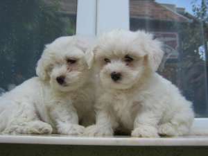 vand catei bichon maltez