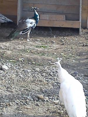 vand pauni  albi standar si baltati rate mandarine si gaini de matase japoneza prepelite si porumbei