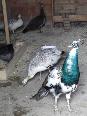 vand pauni  albi standar si baltati rate mandarine si gaini de matase japoneza prepelite si porumbei