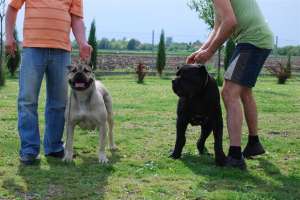 VAND CATEI CANE CORSO
