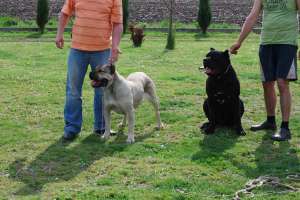 VAND CATEI CANE CORSO