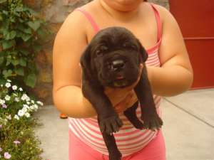 VAND CATEI CANE CORSO