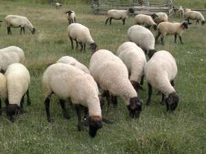 Vand oi si miei de rasa SUFFOLK
