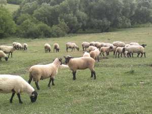 Vand oi si miei de rasa SUFFOLK