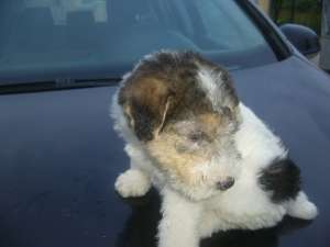 vand fox terrier sarmos