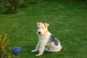 vand fox terrier sarmos