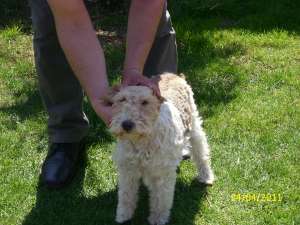 vand fox terrier sarmos