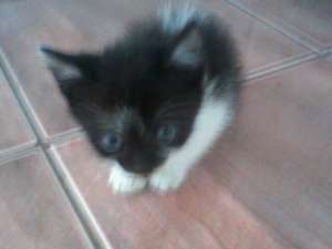 Donez Motan
