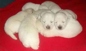 de vanzare pui westie
