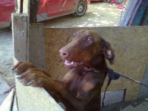 VAND DOBERMAN PINSCHER
