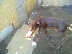 VAND DOBERMAN PINSCHER