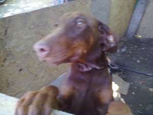 VAND DOBERMAN PINSCHER