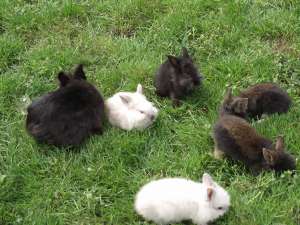 Cap de leu si angora