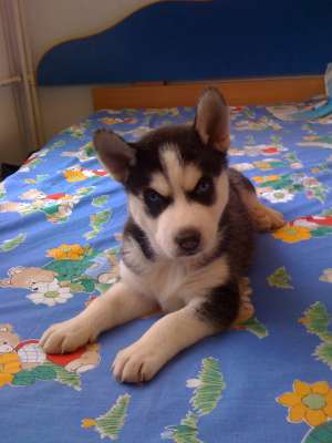 vand pui husky