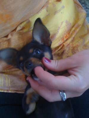 Chihuahua