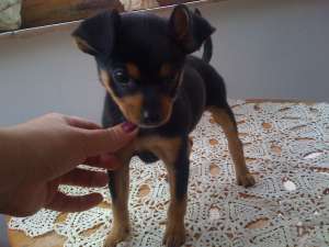 Chihuahua
