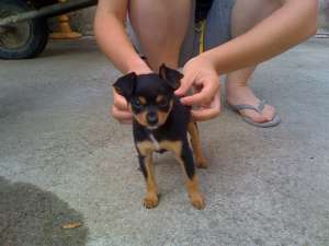 Chihuahua