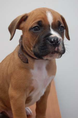 vand pui boxer