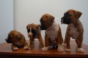 vand pui boxer