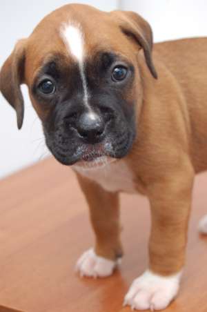 vand pui boxer