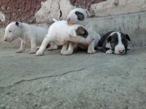 vand pui bullterrier