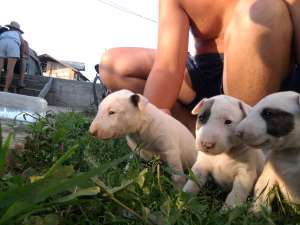 vand pui bullterrier