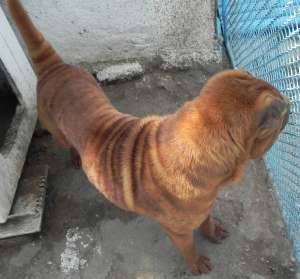 Vand Shar Pei