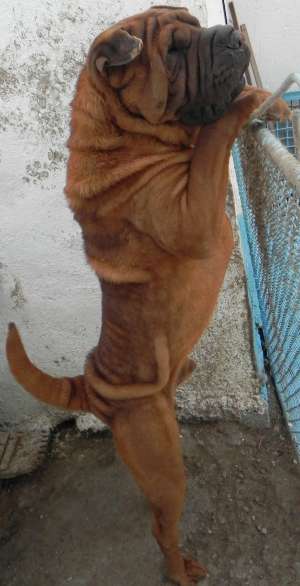 Vand Shar Pei