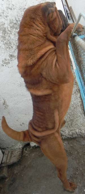 Vand Shar Pei