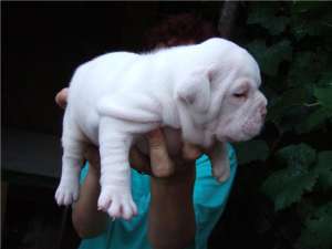 Pui BULDOG ENGLEZ