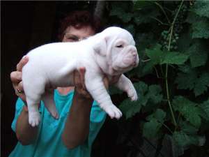 Pui BULDOG ENGLEZ