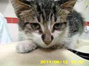 Motanel metis,   educat,   oferit pt adoptie