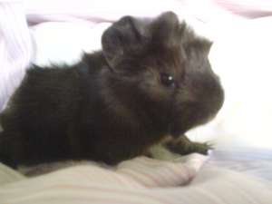 donez 2 porcusori de guineea