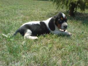 Vindem catei Basset Hound la cel mai mic pret