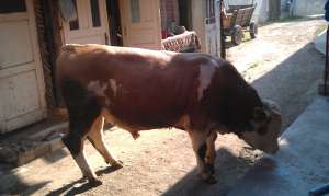 vand taur