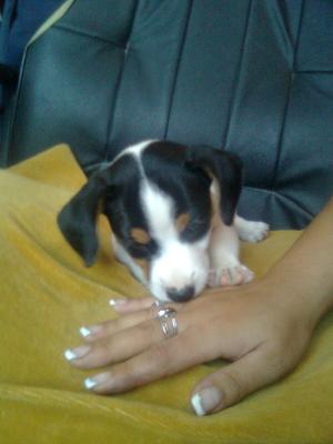 VAND PUI JACK RUSSEL TERRIER
