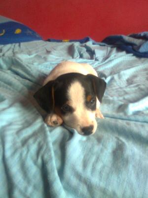 VAND PUI JACK RUSSEL TERRIER