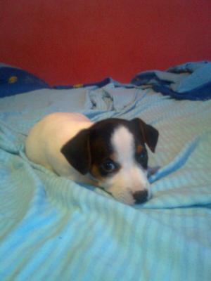 VAND PUI JACK RUSSEL TERRIER
