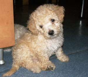 Vand bichon bolognez 550 lei
