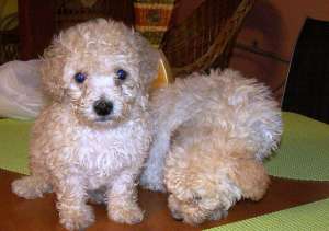 Vand bichon bolognez 550 lei