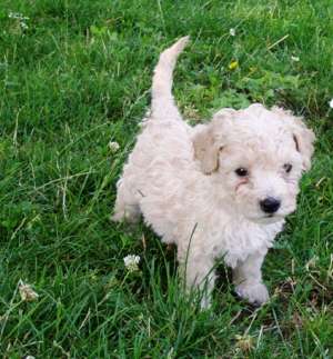 Vand bichon bolognez 550 lei