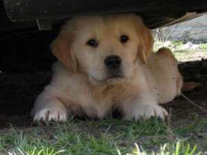 vand pui golden retriever cu pedigree