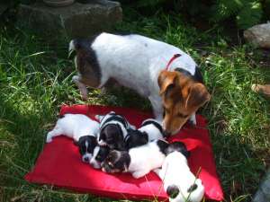 Jack Russel Terrier