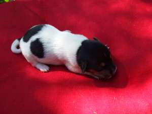 Jack Russel Terrier