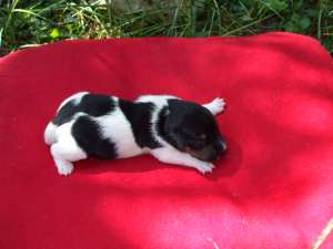 Jack Russel Terrier