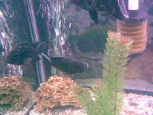 DE VANZARE O pereche de pesti  Astronotus Ocelatus(Oscar)