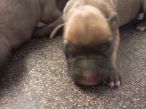 CATEI BOXER GERMAN DE VANZARE