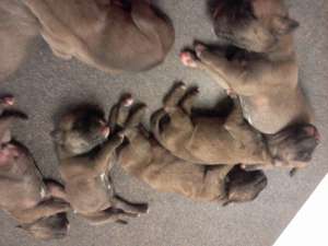 CATEI BOXER GERMAN DE VANZARE